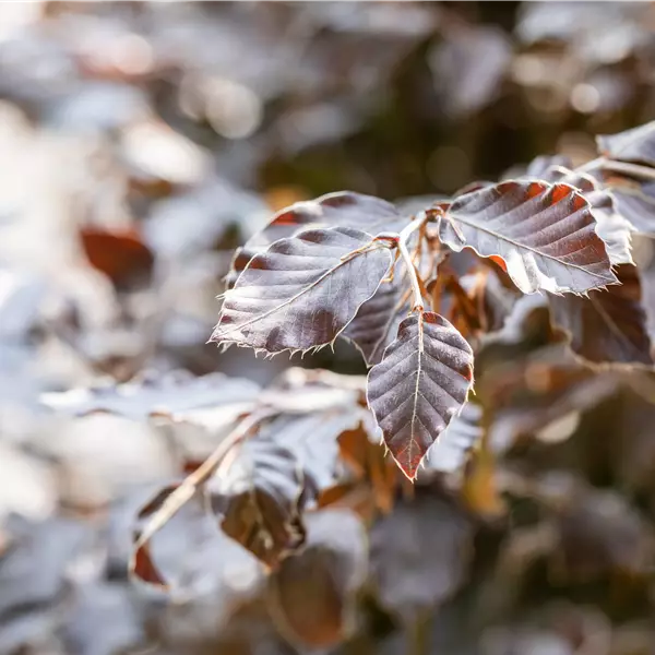 Fagus sylvatica 'Atropunicea'