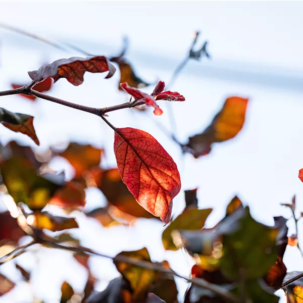 Fagus sylvatica 'Atropunicea'
