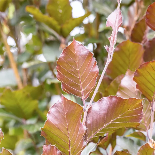 Fagus sylvatica 'Dawyck Purple'