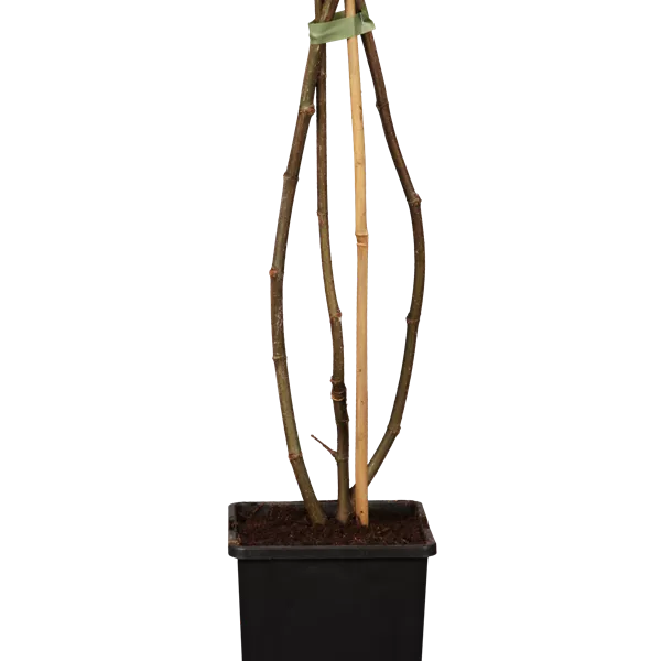 Ficus carica 'Brown Turkey'