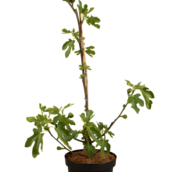 Ficus carica 'Brown Turkey'