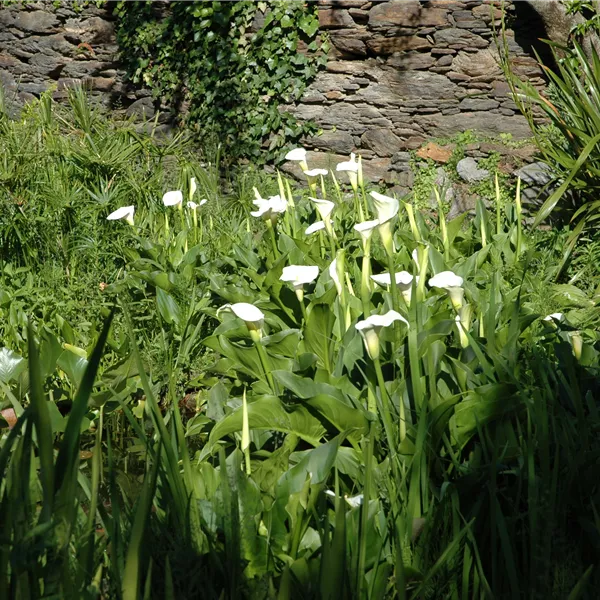 Calla palustris