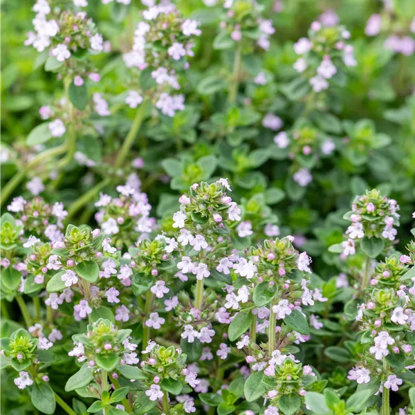 Thymus citriodorus (x) 'Lemon'