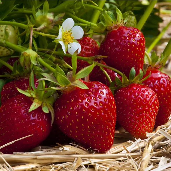 Fragaria ananassa (x) 'Florentina'
