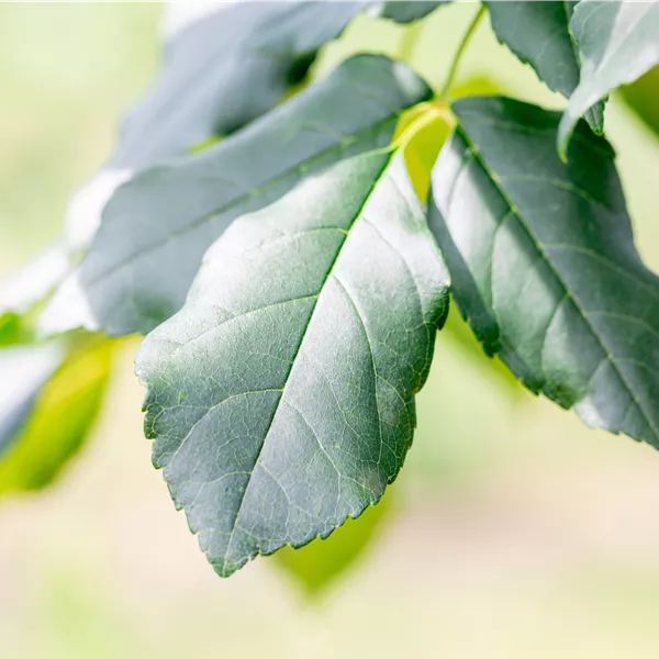 Fraxinus ornus 'Louisa Lady'