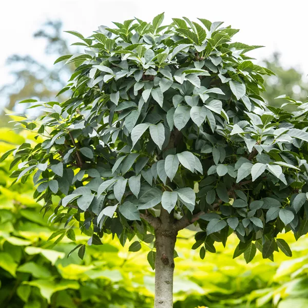 Fraxinus ornus 'Mecsek'