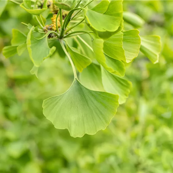 Ginkgo biloba 'Horizontalis'