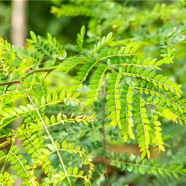 Gleditsia triacanthos f. inermis