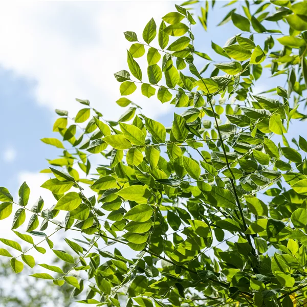 Gymnocladus dioica
