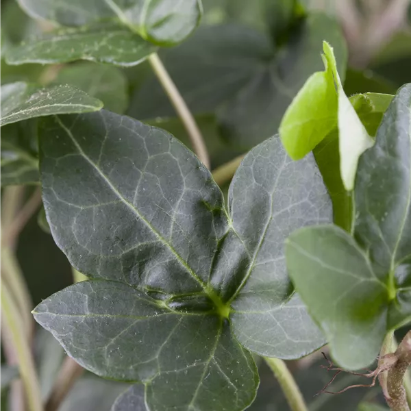 Hedera helix 'Plattensee'