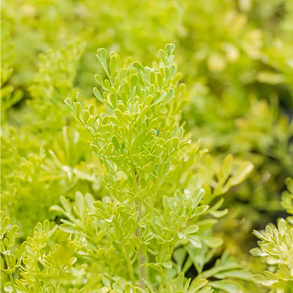Ruta graveolens