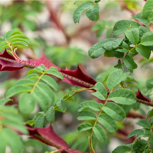 Rosa omeiensis f. pteracantha
