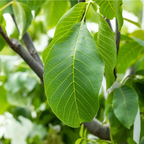 Juglans regia 'Bonifac' (A 117-15)
