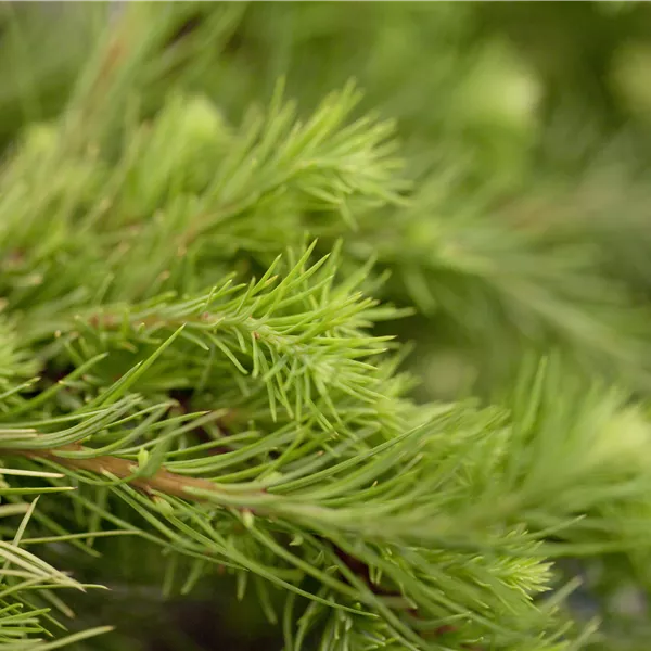 Larix kaempferi 'Little Boggle'