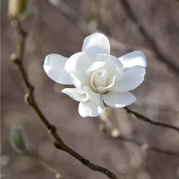 Magnolia loebneri (x) 'Merrill'