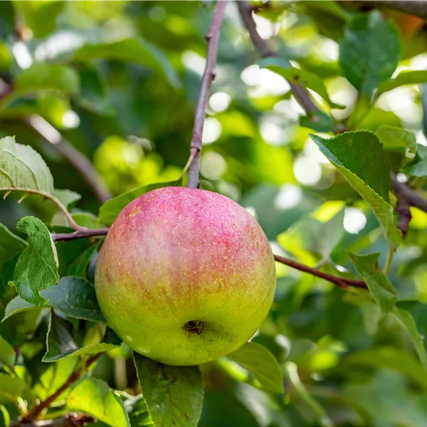 Malus domestica 'Cox's Orange'