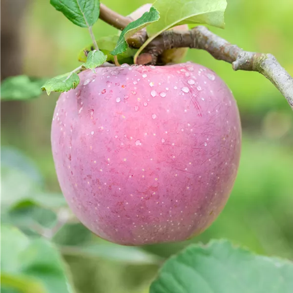 Malus domestica 'Florina' (Querina)
