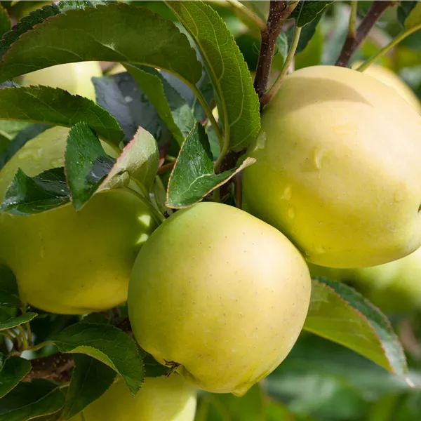 Malus domestica 'Golden Delicious'