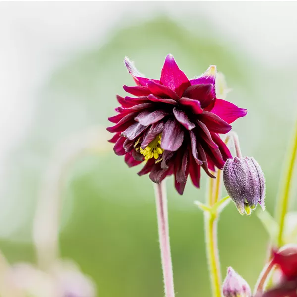 Aquilegia 'Green Apples'