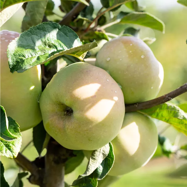 Malus domestica 'Ontario'