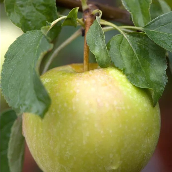 Malus domestica 'Pinova'