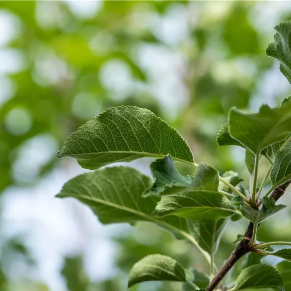 Malus domestica 'Resi'