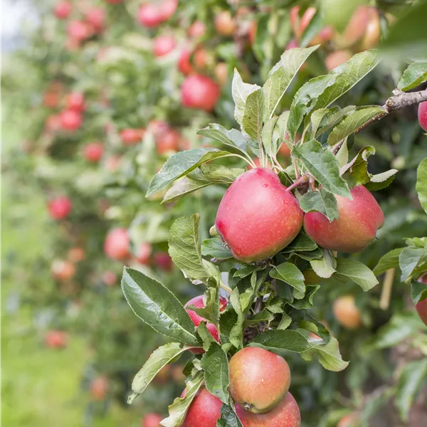 Malus domestica 'Retina'