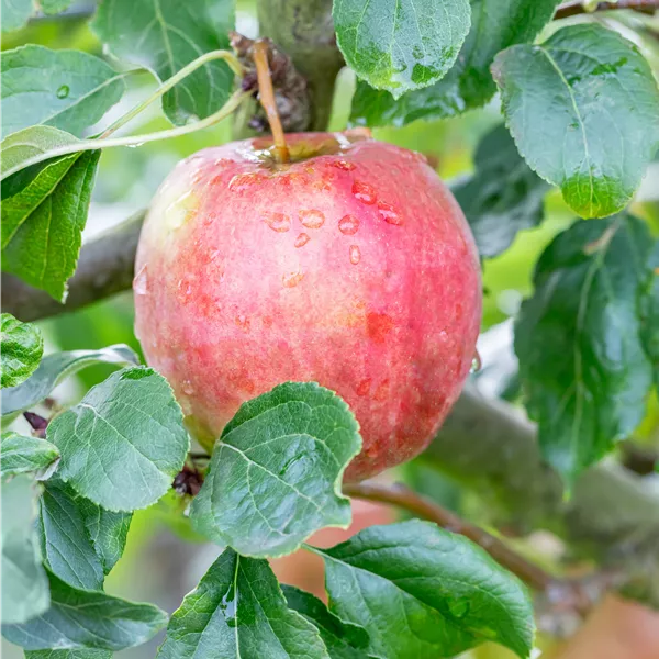 Malus domestica 'Rewena'