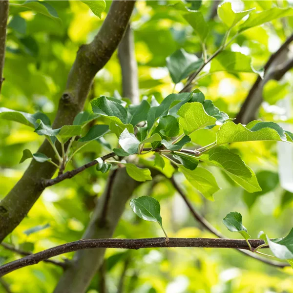 Malus domestica 'Rubinola'