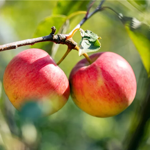 Malus domestica 'Topaz'