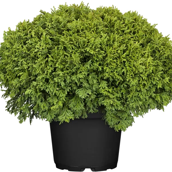 Chamaecyparis pisifera 'Nana'