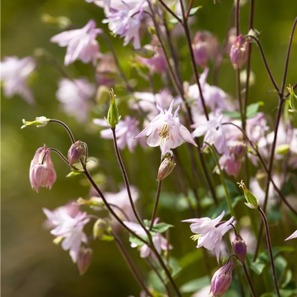 Aquilegia vulgaris