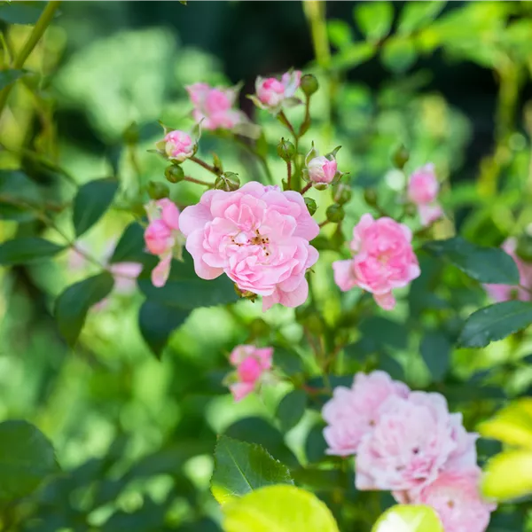 Rosa (Bodendeckerrose) 'The Fairy'