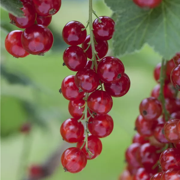 Ribes rubrum 'Rosetta'