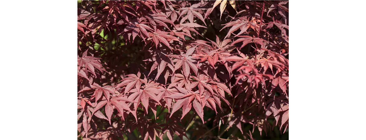 Acer palmatum 'Bloodgood'