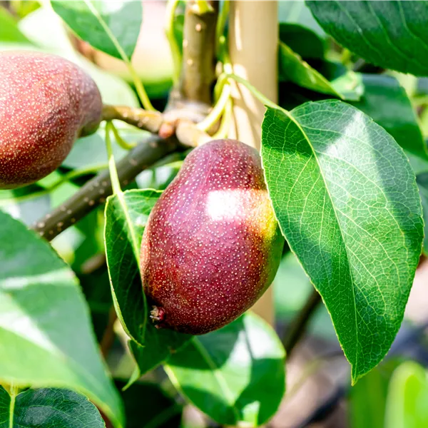 Pyrus communis 'Benita'