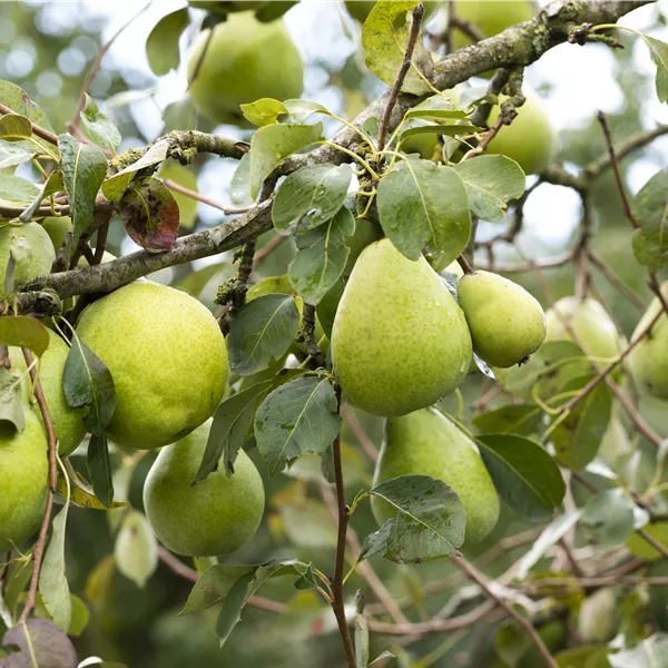 Pyrus communis 'Alexander Lucas'