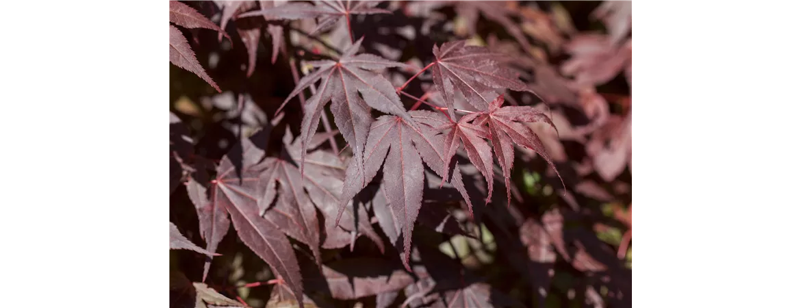 Acer palmatum 'Bloodgood'