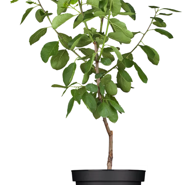 Prunus domestica 'Opal'