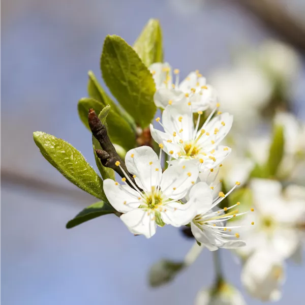 Prunus domestica 'Miroma'