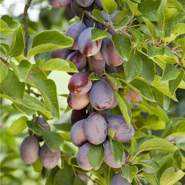 Prunus domestica 'Hauszwetschge'