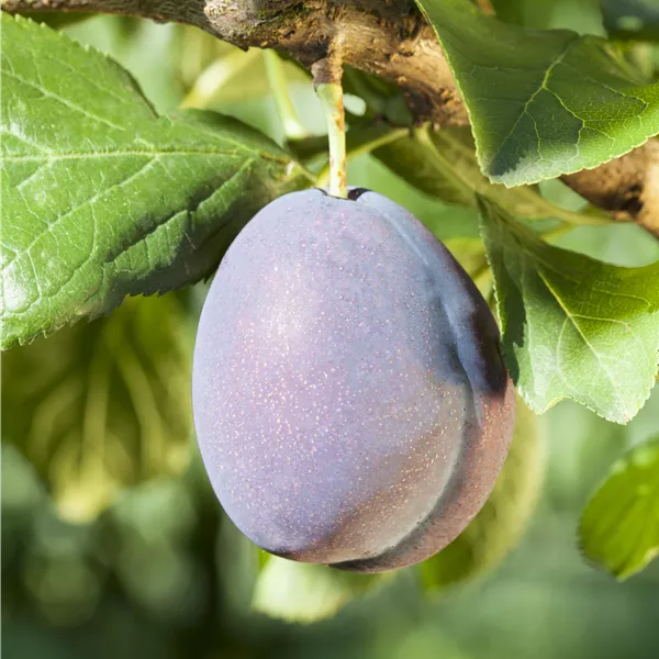 Prunus domestica 'Fellenberg'
