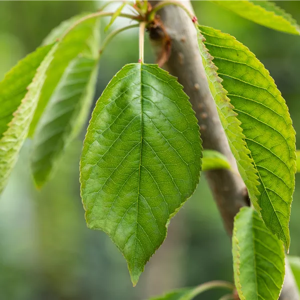 Prunus avium 'Magda'