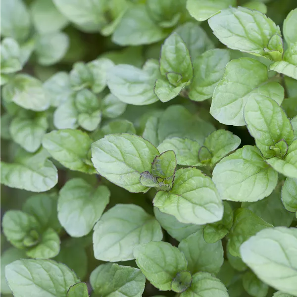 Mentha piperita (x) 'Citrata'
