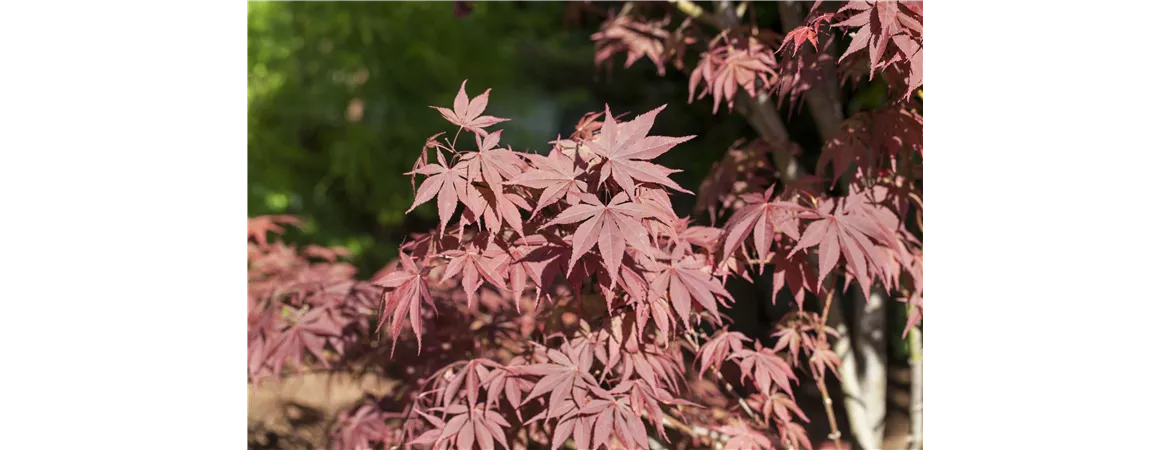 Acer palmatum 'Bloodgood'
