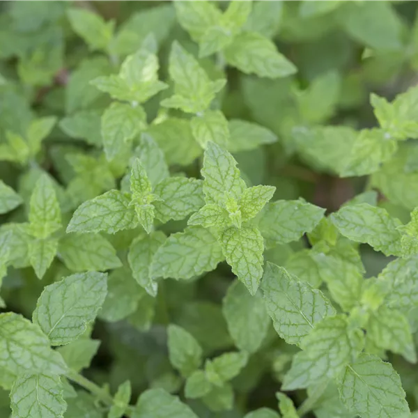 Mentha piperita (x) Sorten