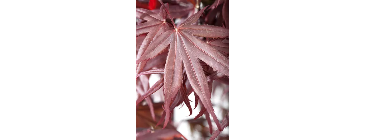 Acer palmatum 'Bloodgood'