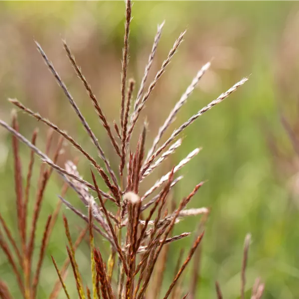 Miscanthus sinensis 'Ferner Osten'