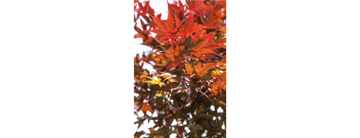 Acer palmatum 'Bloodgood'