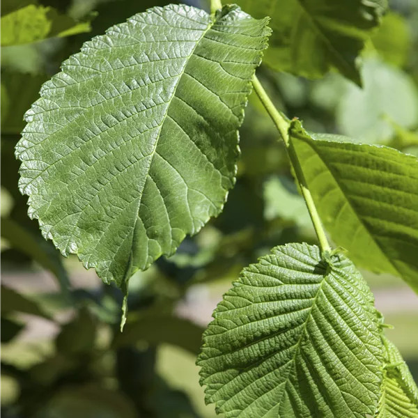 Morus alba